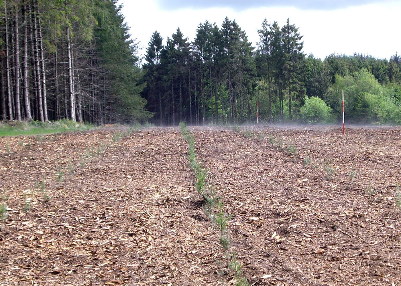 plantation de sapin dans les Ardennes