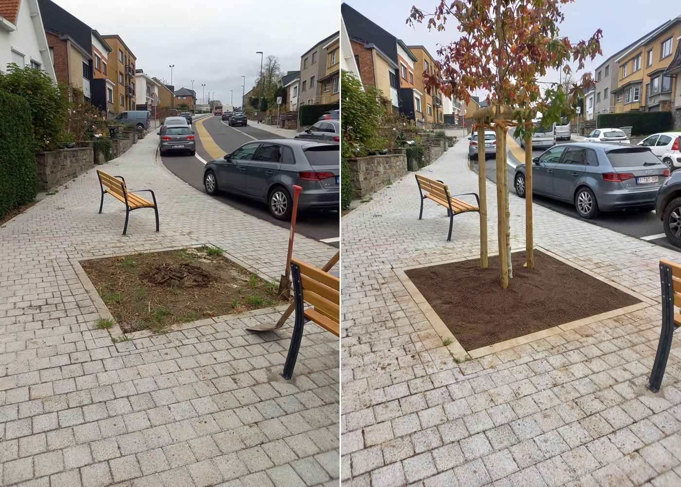 plantation d'un arbre à Verviers
